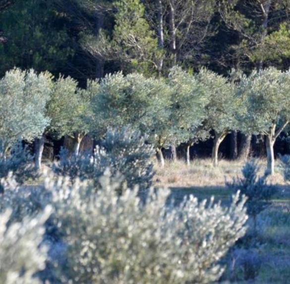 ホテル Les Cabanons Sainte Victoire エクステリア 写真